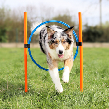 Agility Dog Trainings Set X für Hunde